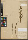 Foto von Salix repens L. x Salix viminalis L.